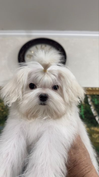 Кукольная малышка мальтезе