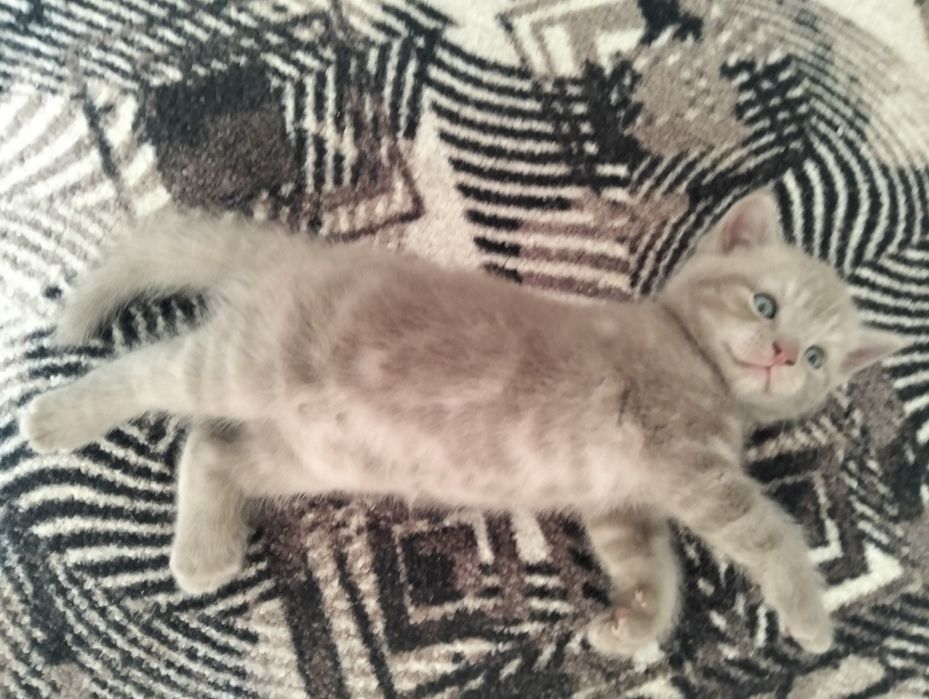Продам котят месяц и неделя им