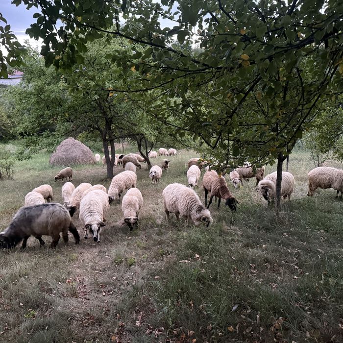 Vand oi tinere .