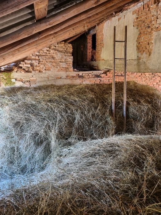 Fân nou uscat în verde