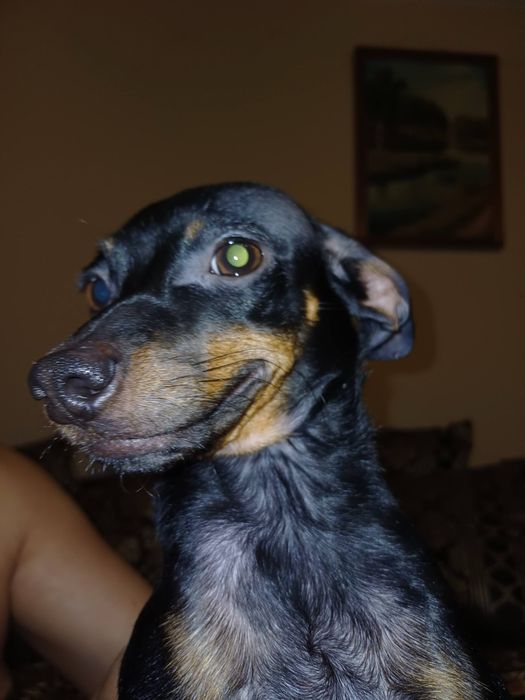 Той-терьер мальчик