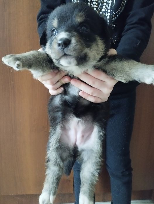 Отдам даром щенят.красивых.