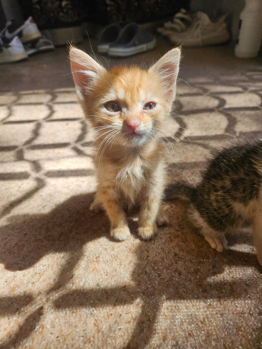 Отдам котят бесплатно