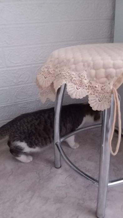 Кошка в добрые руки