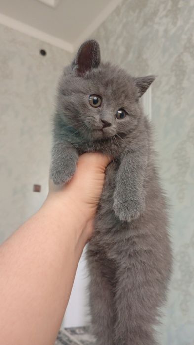 Fold strait pishikla sotiladi