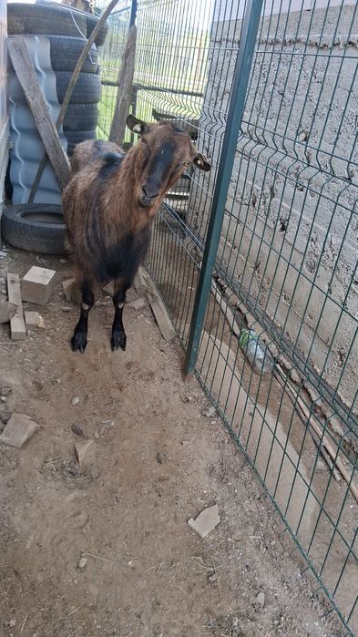Vând țap castrat și ied