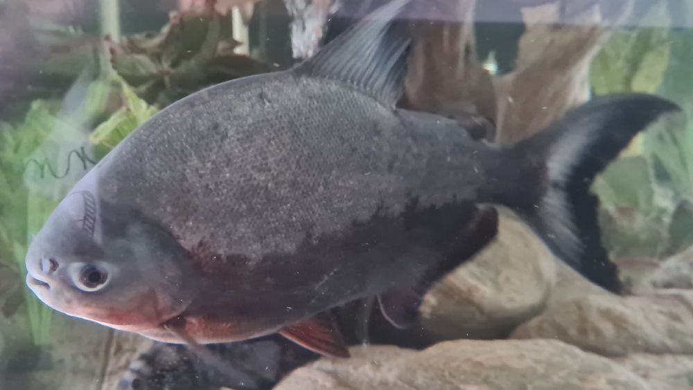 Peste de acvariu Pacu