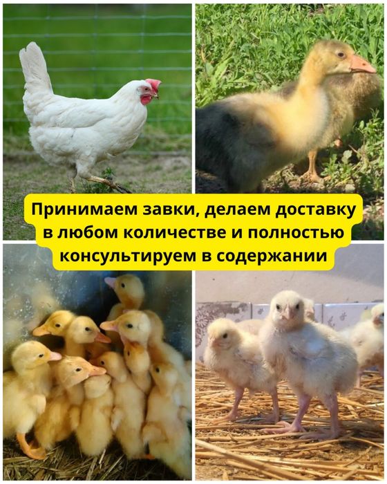Утята, куры, гусята
