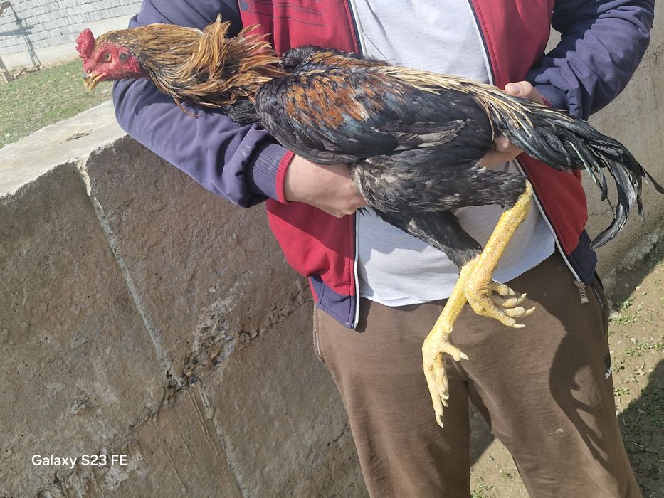Супер шоже кораздар сатылады срочна