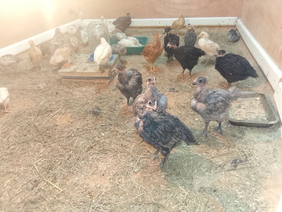Продам домашних цыплят
