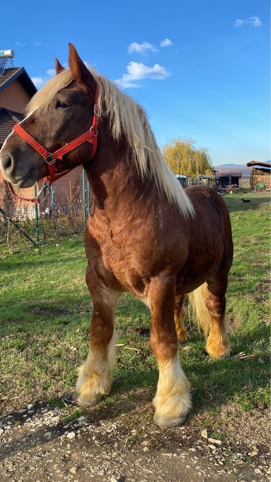 Armasar Ardenez De Monta !