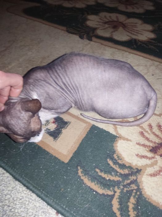 Кошка ищет кота сфинкса