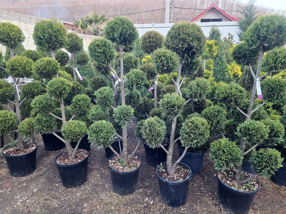 Palmier, tuia spiralata, pon pon, maslin, ienupar tarator, buxus glob.