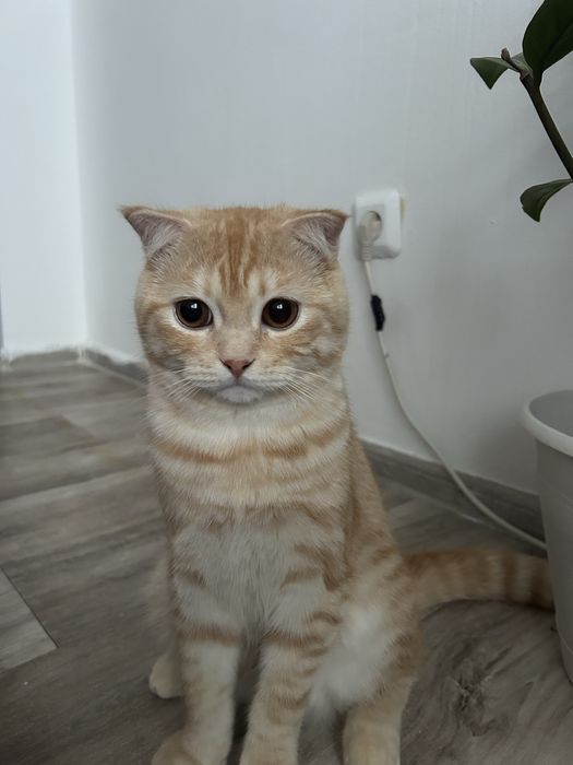 Вязка шотландская шиншилла