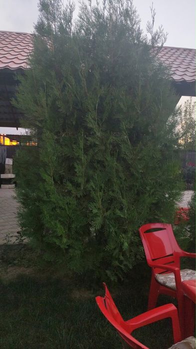 Туя местная Алматы