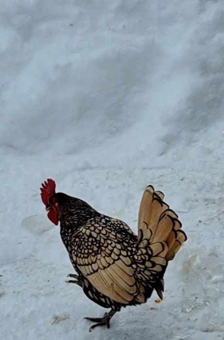 Ouă colorate pentru incubat de casă, fertile