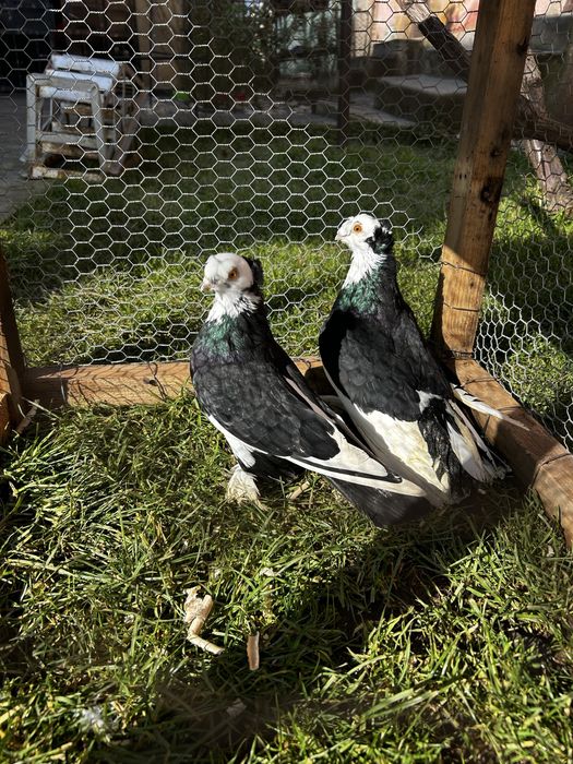 Porumbei diferite rase