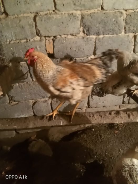 Продам молодых петушков