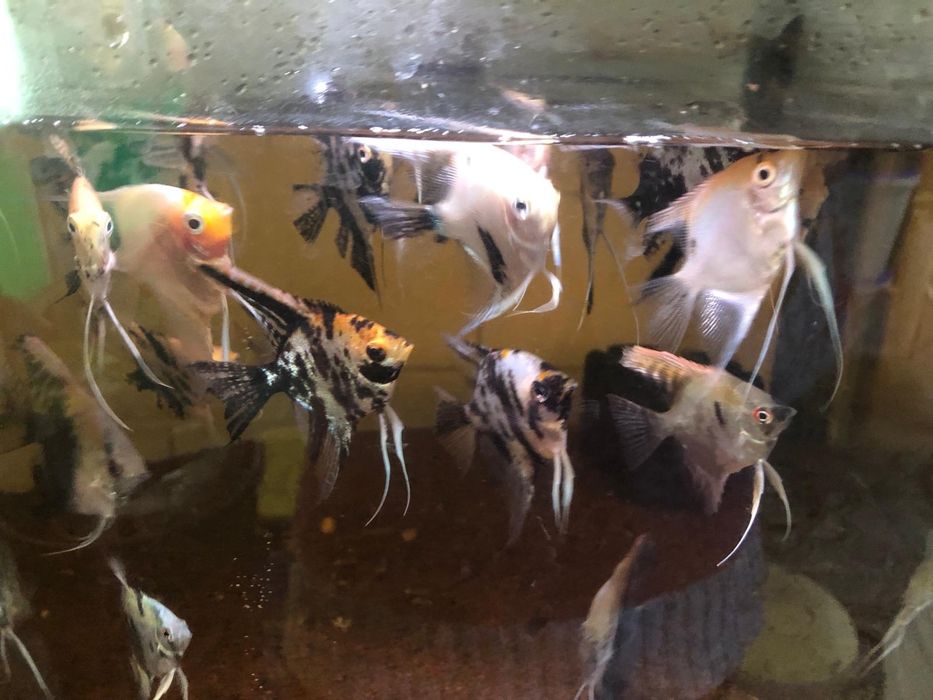 Scalari dungati, marmorati, albi, koi