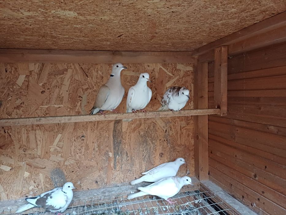 Turturele râzatoare