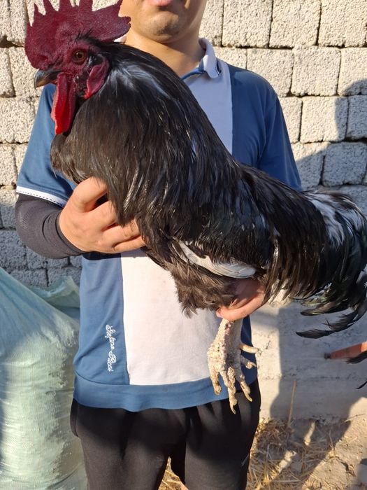 Домашний Кора шахзода Хуроз сотилади. Соглом.