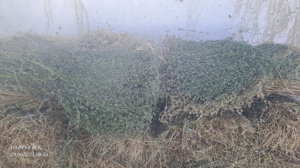 Beda sotiladi когон