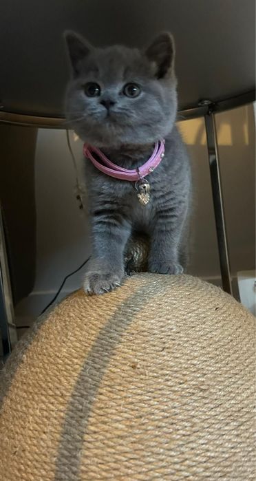 British shorthair mascul.