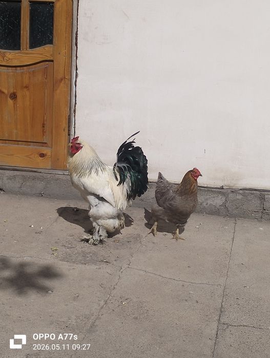 Продам петух и куры