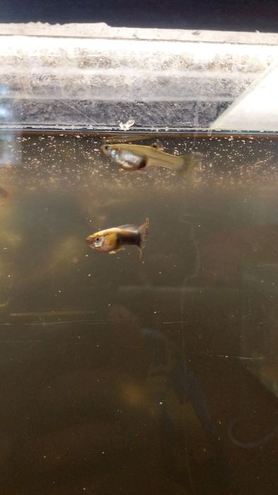 Аквариумные рыбки.