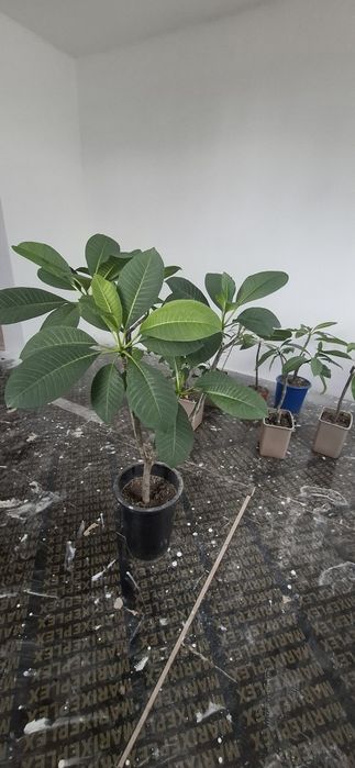 Плюмерия цветы вечной Любви