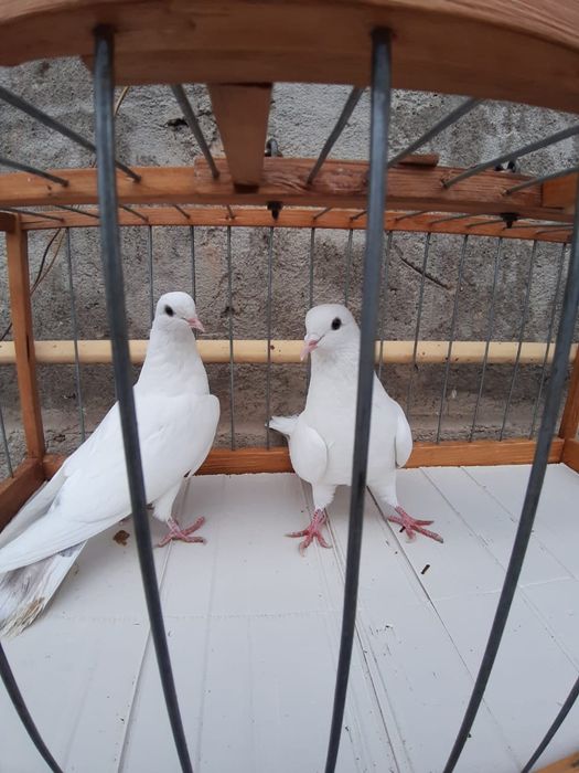 Голуби Голуби го