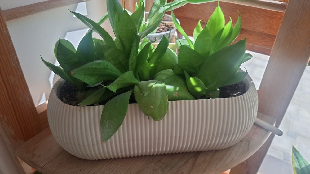 Продам комнатные цветы