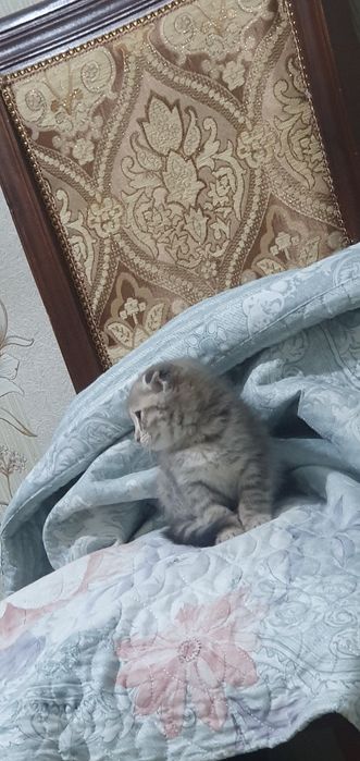 Кошка Скоттиш Фолд