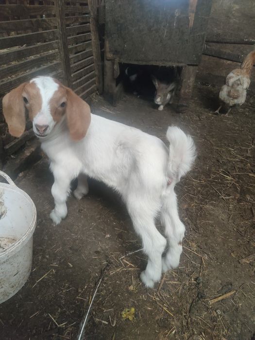 Vând țăpișor Boer