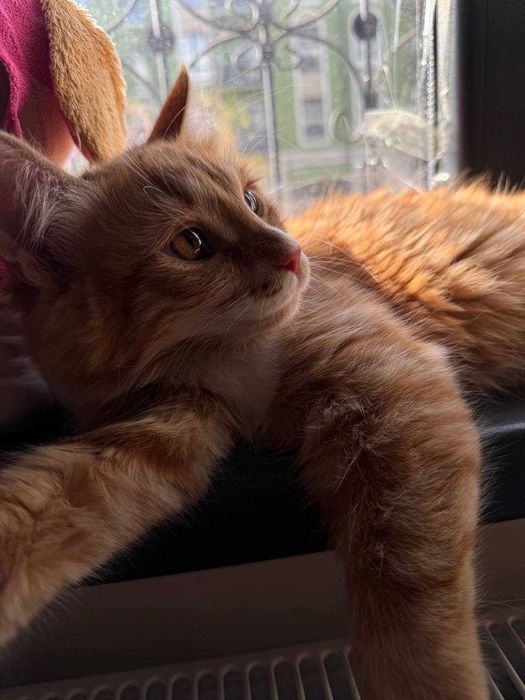 Кошка молодая рыжая