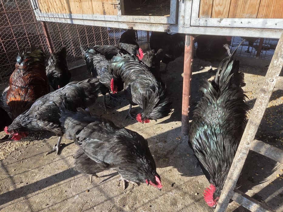 Cocoși australorp 2025