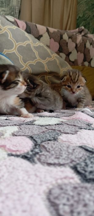 Котята, папа Мейн Кун