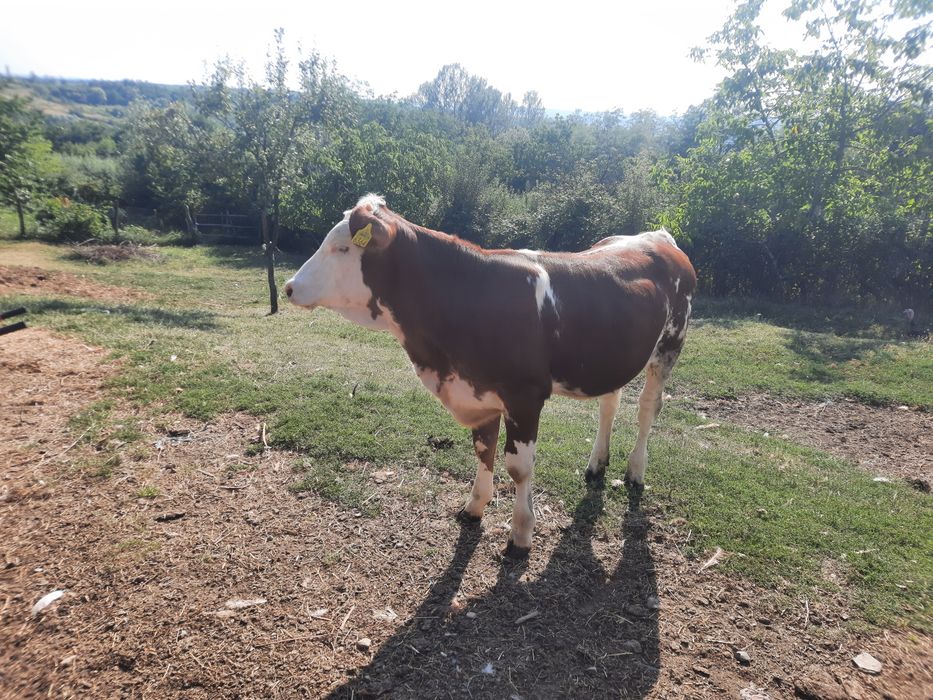 Vând vițea baltata vârstă 7 luni