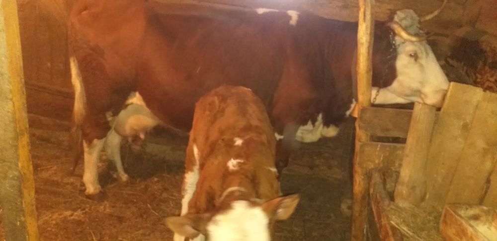 Vând vacă de 10 ani cu vițel