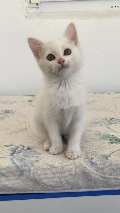 Милый Котёнок белый