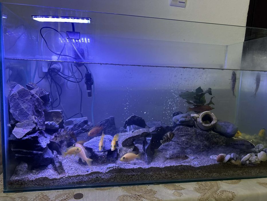 Vand Acvariu de 80x46x32