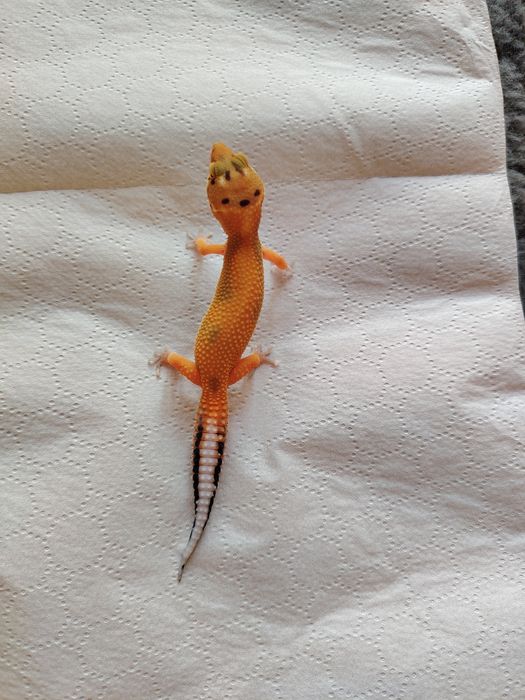 Șopârlă Gecko Leopard