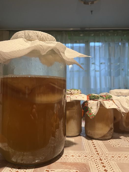 Pui ciuperca Kombucha