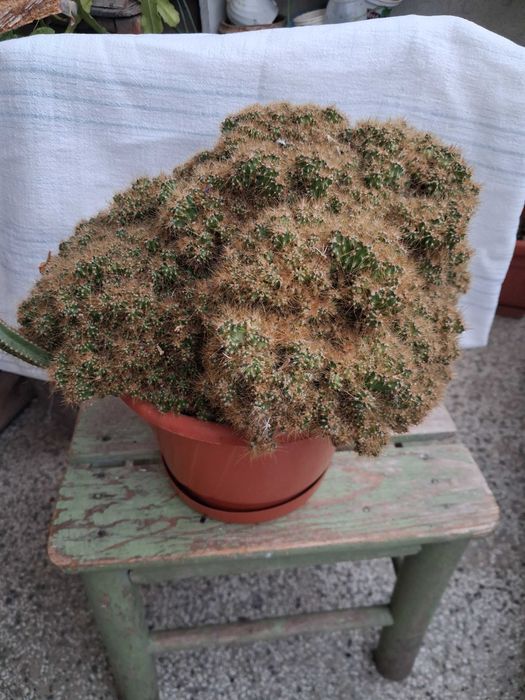 Голям кактус скаличка