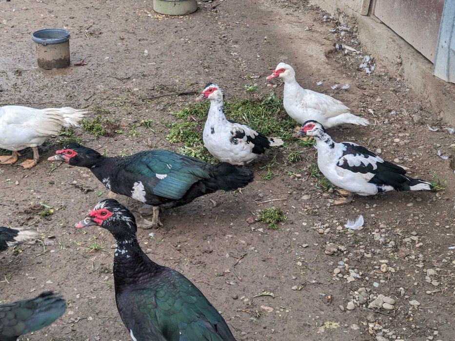 Rațe leșești (mute)