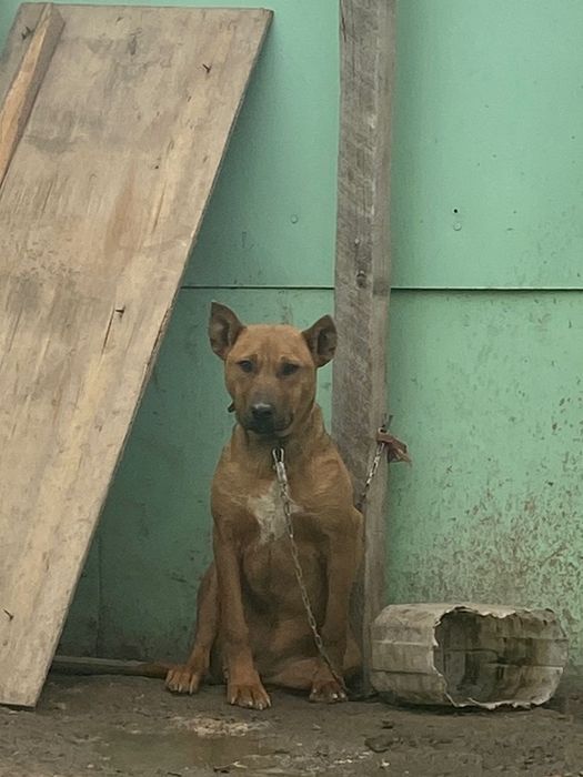 Американски пит бул