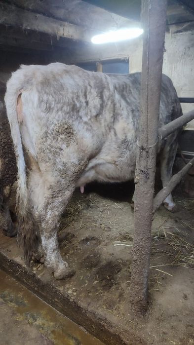 Продам корову...