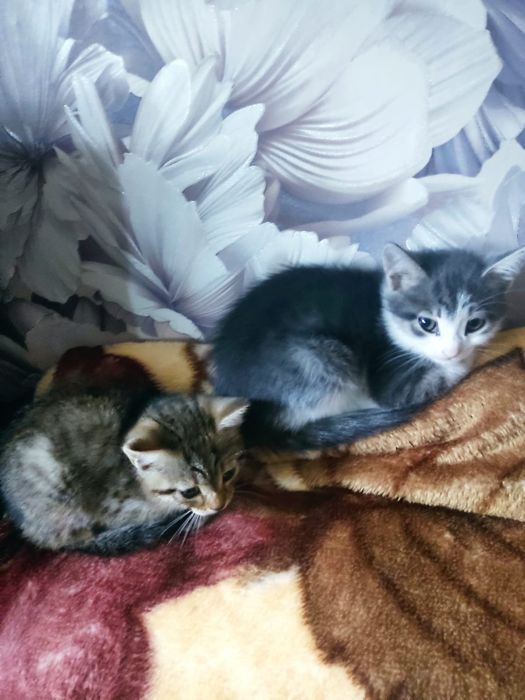 Отдам бесплатно котят