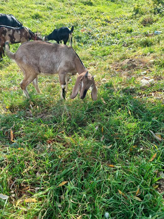 Capre anglonubian de prăsilă