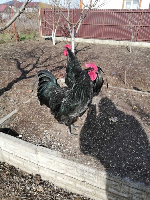 Cocoș Australorp Deosebit